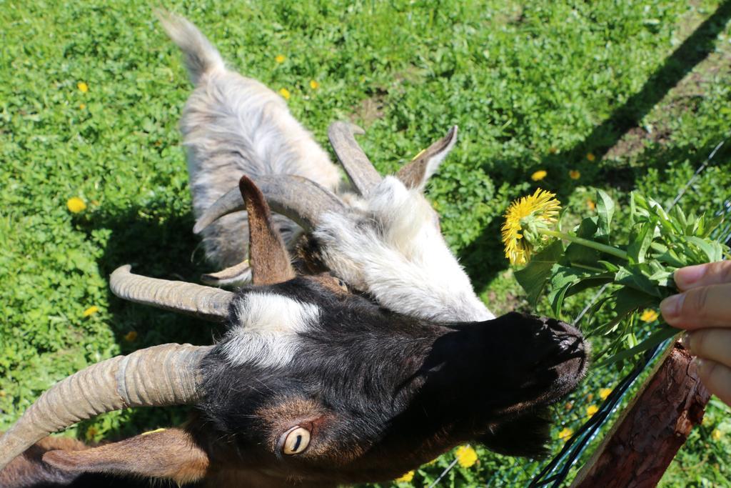 Matzhof Lägenhet Leogang Exteriör bild